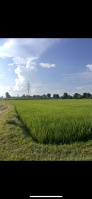  Agricultural Land for Sale in Puranpur, Pilibhit