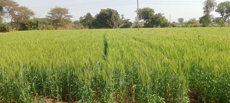 Agricultural Land 2 Ares for Sale in Dindori, Nashik