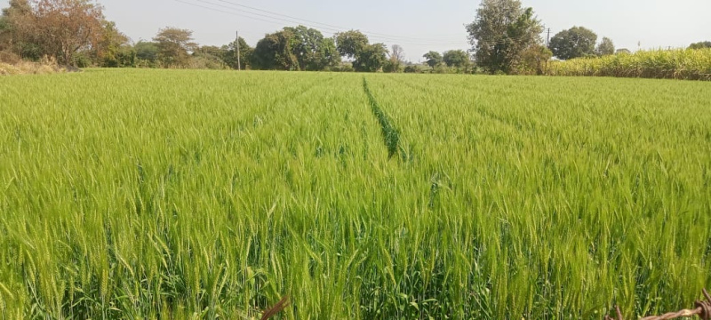  Agricultural Land 2 Ares for Sale in Dindori, Nashik