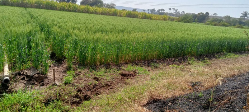  Agricultural Land 2 Ares for Sale in Dindori, Nashik