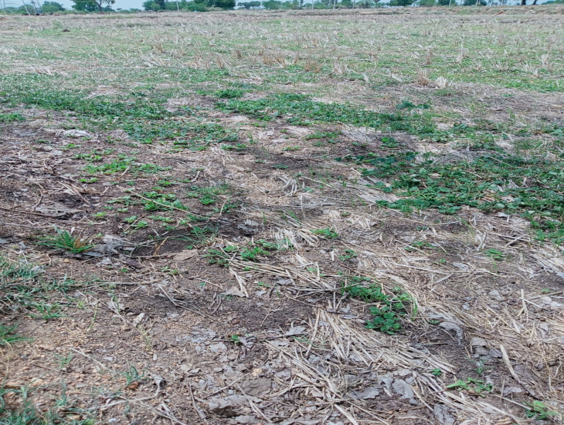  Agricultural Land 7 Acre for Sale in Miryalguda, Nalgonda