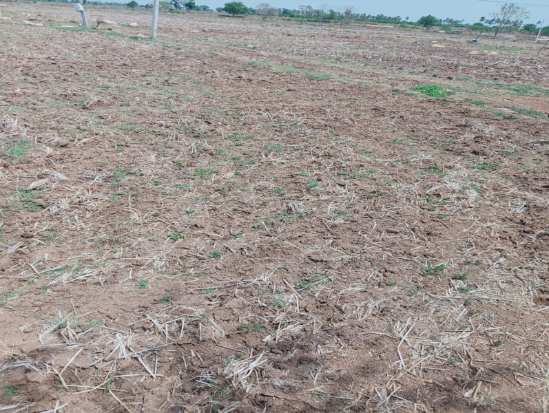 Agricultural Land 7 Acre for Sale in Miryalguda, Nalgonda