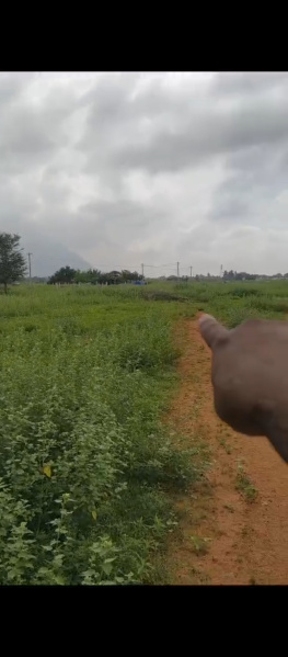  Residential Plot 5428 Sq.ft. for Sale in Chinnalapatti, Dindigul