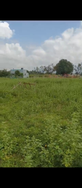  Residential Plot 5428 Sq.ft. for Sale in Chinnalapatti, Dindigul