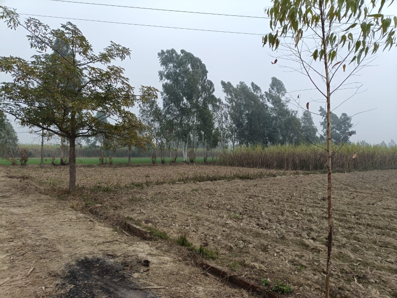  Residential Plot 7 Bigha for Sale in Najibabad, Bijnor