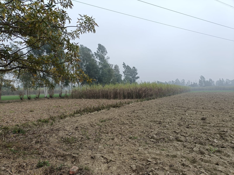  Residential Plot 7 Bigha for Sale in Najibabad, Bijnor