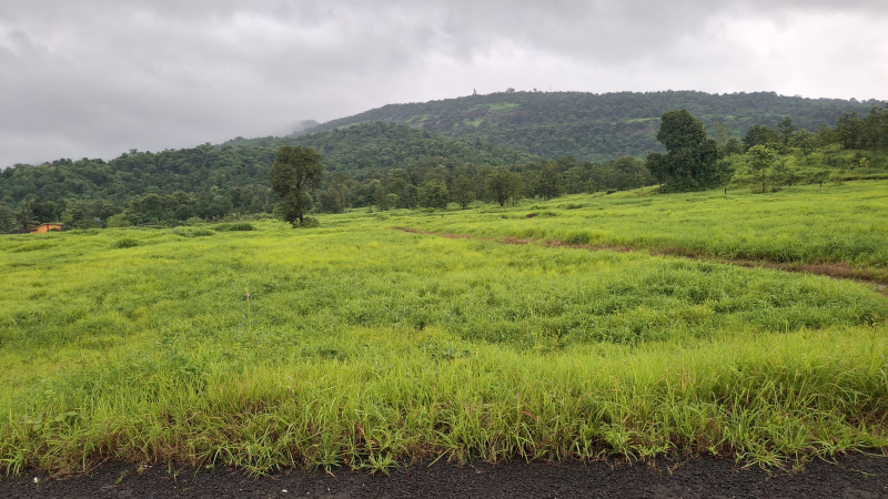 115 Guntha Agricultural/Farm Land for Sale in Karjat, Raigad