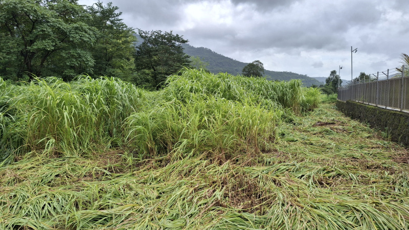  Agricultural Land 200 Guntha for Sale in Karjat, Raigad