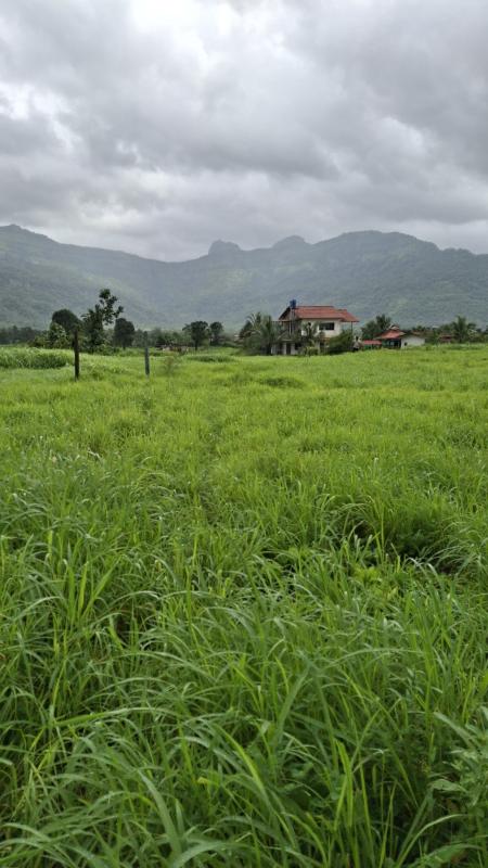  Agricultural Land 13 Guntha for Sale in Karjat, Raigad