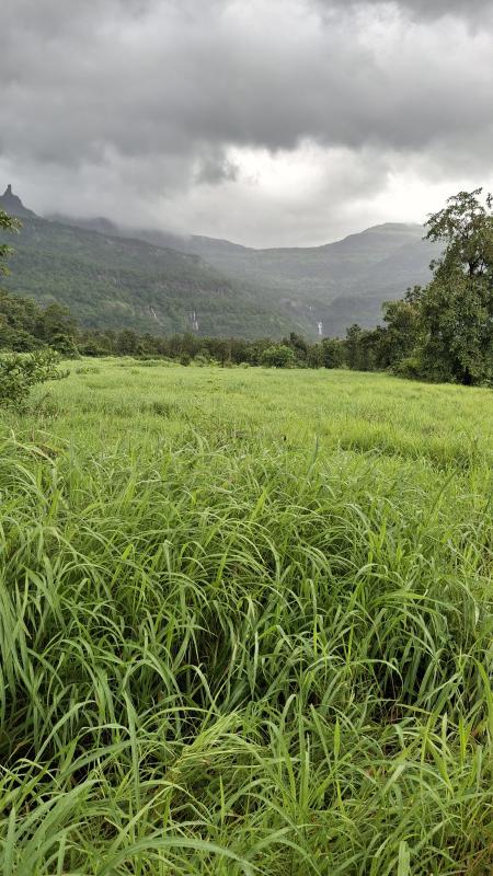  Agricultural Land 13 Guntha for Sale in Karjat, Raigad