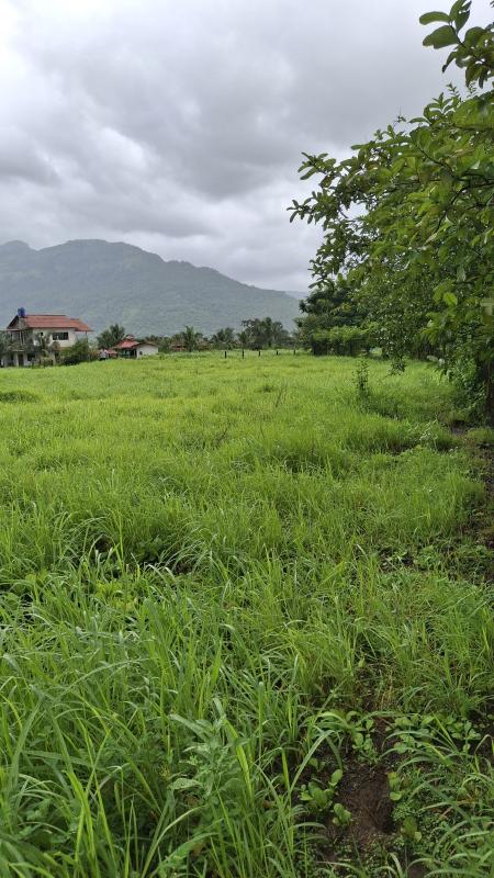  Agricultural Land 13 Guntha for Sale in Karjat, Raigad