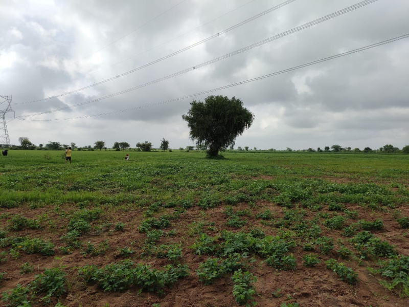  Residential Plot 18 Bigha for Sale in Phagi, Jaipur