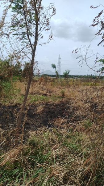  Agricultural Land 1 Acre for Sale in Narasaraopet, Guntur