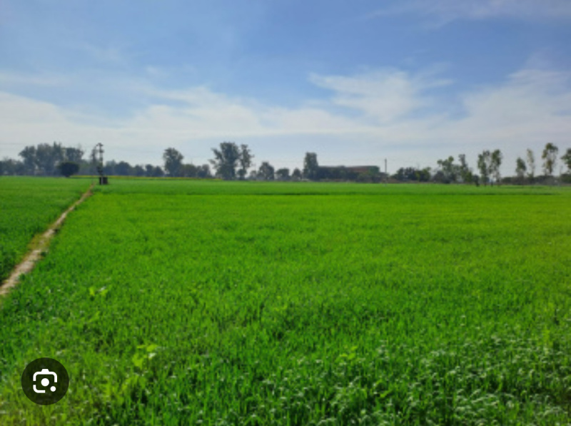  47777777 Bigha Agricultural/Farm Land for Sale in Mukerian, Hoshiarpur