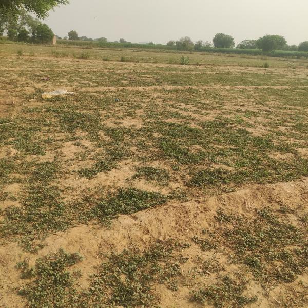 Agricultural Land 5 Bigha for Sale in Fatehabad Road, Agra