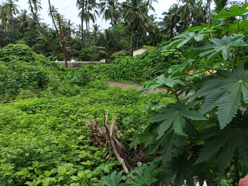  Commercial Land 5 Guntha for Sale in Murud, Raigad