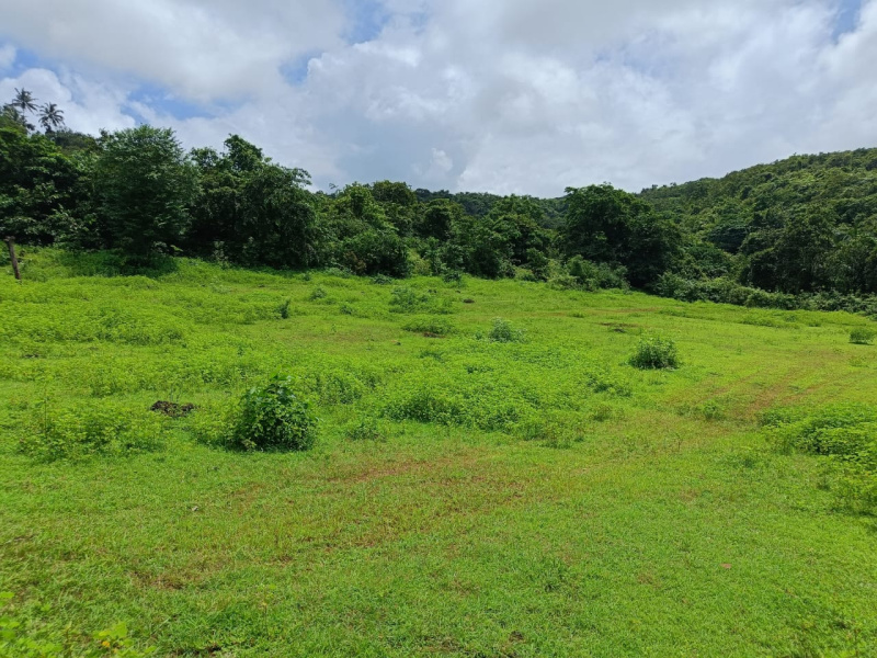 Agricultural Land 182 Acre for Sale in Roha, Raigad