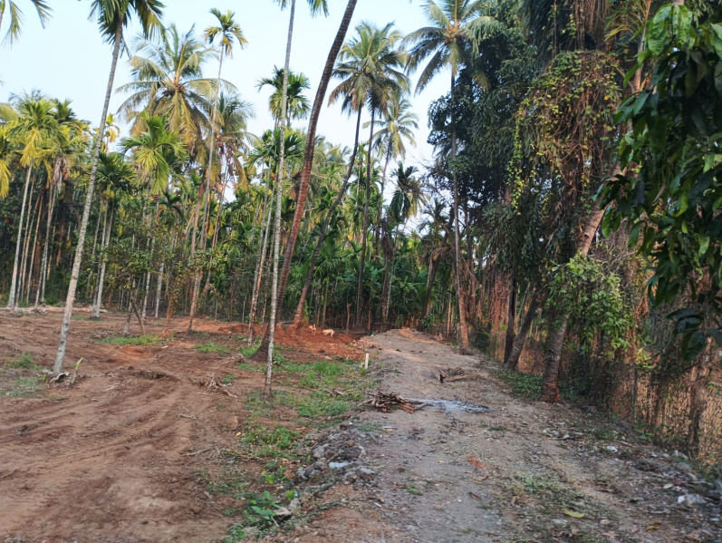  1000 Sq.ft. Residential Plot for Sale in Murud, Raigad