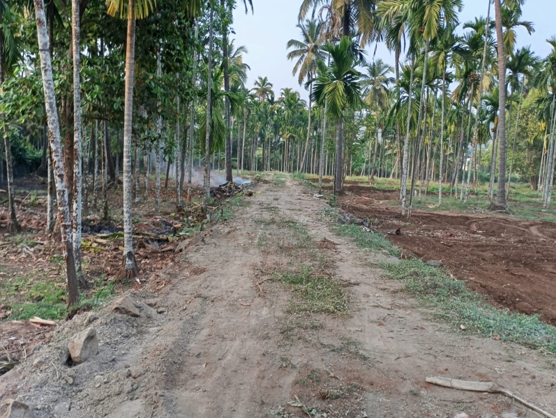  2500 Sq.ft. Residential Plot for Sale in Murud, Raigad
