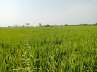  Residential Plot for Sale in Nandigama, Vijayawada