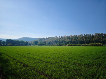  Agricultural Land for Sale in Simrol, Indore