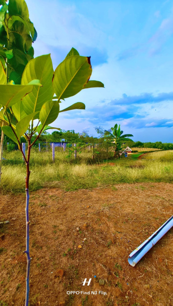  Residential Plot 1250 Sq.ft. for Sale in Aranthangi, Pudukkottai