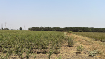  Agricultural Land for Sale in Jhagadia Gidc, Bharuch