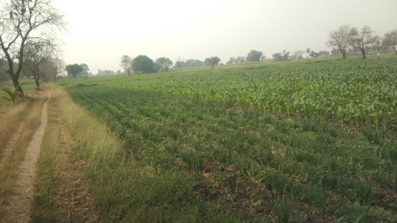  13 Acre Agricultural/Farm Land for Sale in MIDC Avdhan, Dhule