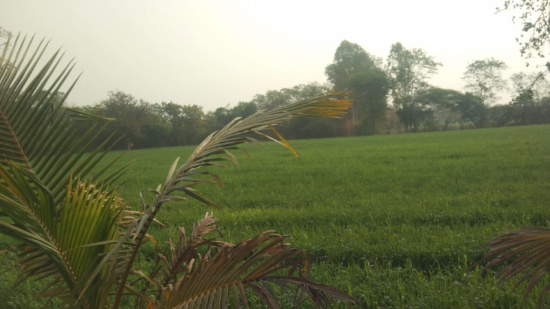  13 Acre Agricultural/Farm Land for Sale in MIDC Avdhan, Dhule