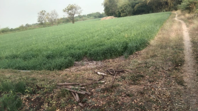  13 Acre Agricultural/Farm Land for Sale in MIDC Avdhan, Dhule