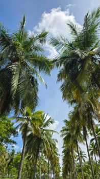  Residential Plot for Sale in Virattipathu, Madurai