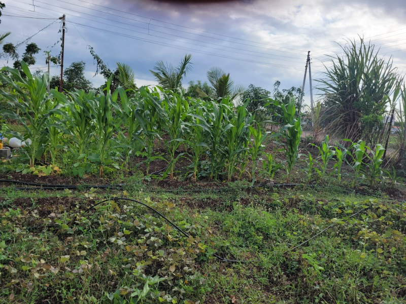 4.5 BHK Farm House 5000 Sq.ft. for Sale in Ranjangaon, Pune