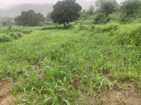  Residential Plot for Sale in Baddi, Solan