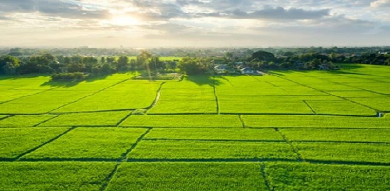  Residential Plot 179 Sq. Yards for Sale in Farrukhnagar, Gurgaon