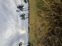  Agricultural Land for Sale in Tanuku, West Godavari