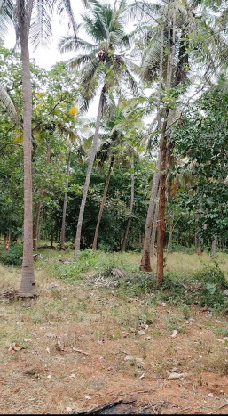  Agricultural Land 23 Ares for Sale in Trichy Highways, Tiruchirappalli