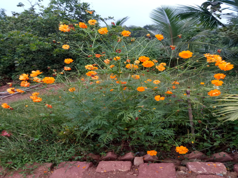 3.5 BHK Farm House 160000 Sq.ft. for Sale in Kudal, Sindhudurg