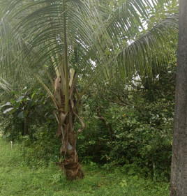 3.5 BHK Farm House 160000 Sq.ft. for Sale in Kudal, Sindhudurg