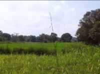 Agricultural Land for Sale in Kodlipet, Kodagu