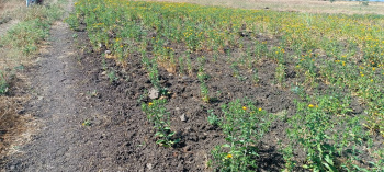  Industrial Land for Sale in Lachapet, Kamareddy