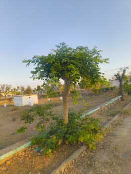  Residential Plot for Sale in Sarangpura, Jaipur