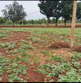  16 Acre Agricultural/Farm Land for Sale in Kadwad, Bidar