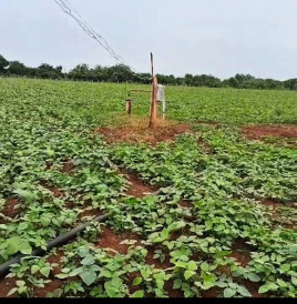  16 Acre Agricultural/Farm Land for Sale in Kadwad, Bidar