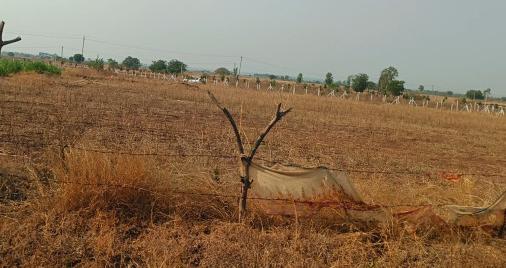  20 Guntha Agricultural/Farm Land for Sale in Bagdal, Bidar