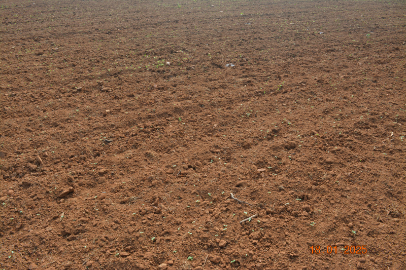  Agricultural Land 20 Cent for Sale in Udayagiri, Nellore