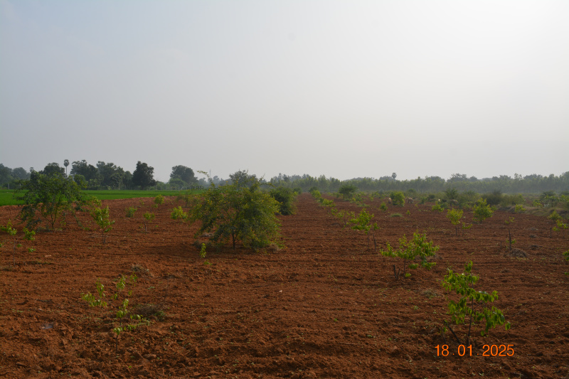  Agricultural Land 20 Cent for Sale in Udayagiri, Nellore