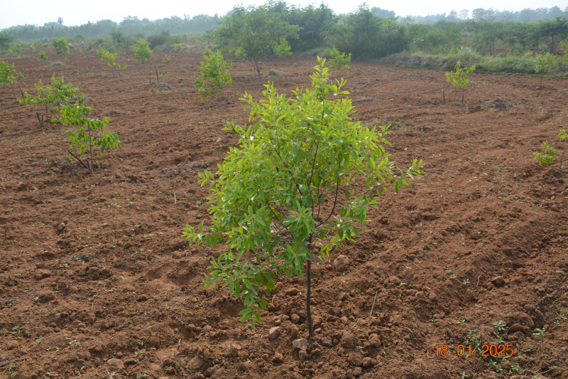  Agricultural Land 20 Cent for Sale in Udayagiri, Nellore