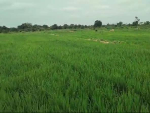  Residential Plot 1 Bigha for Sale in Wave City Sector 5, Ghaziabad