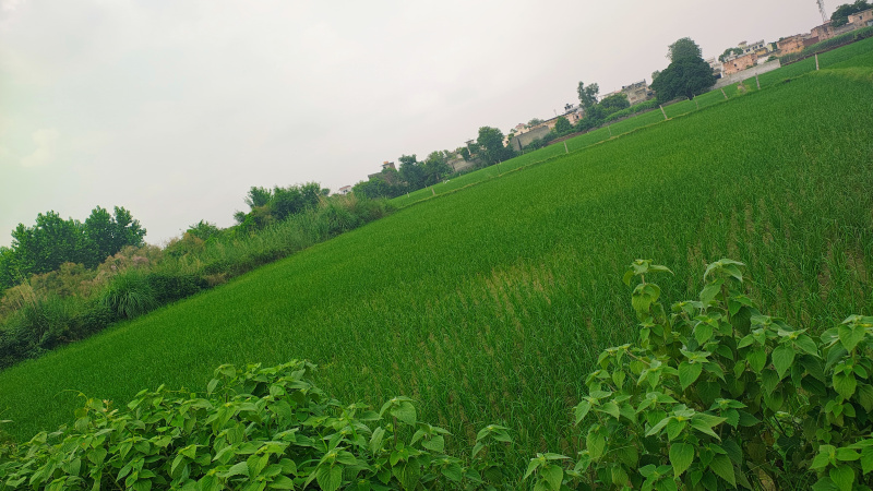  Residential Plot 1 Bigha for Sale in Wave City Sector 5, Ghaziabad