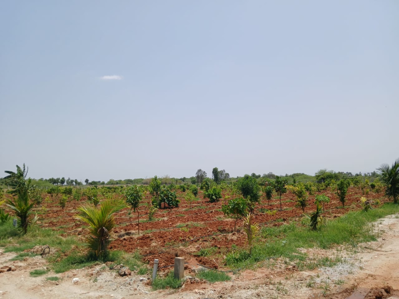  Residential Plot 5989 Sq.ft. for Sale in Devanahalli, Bangalore